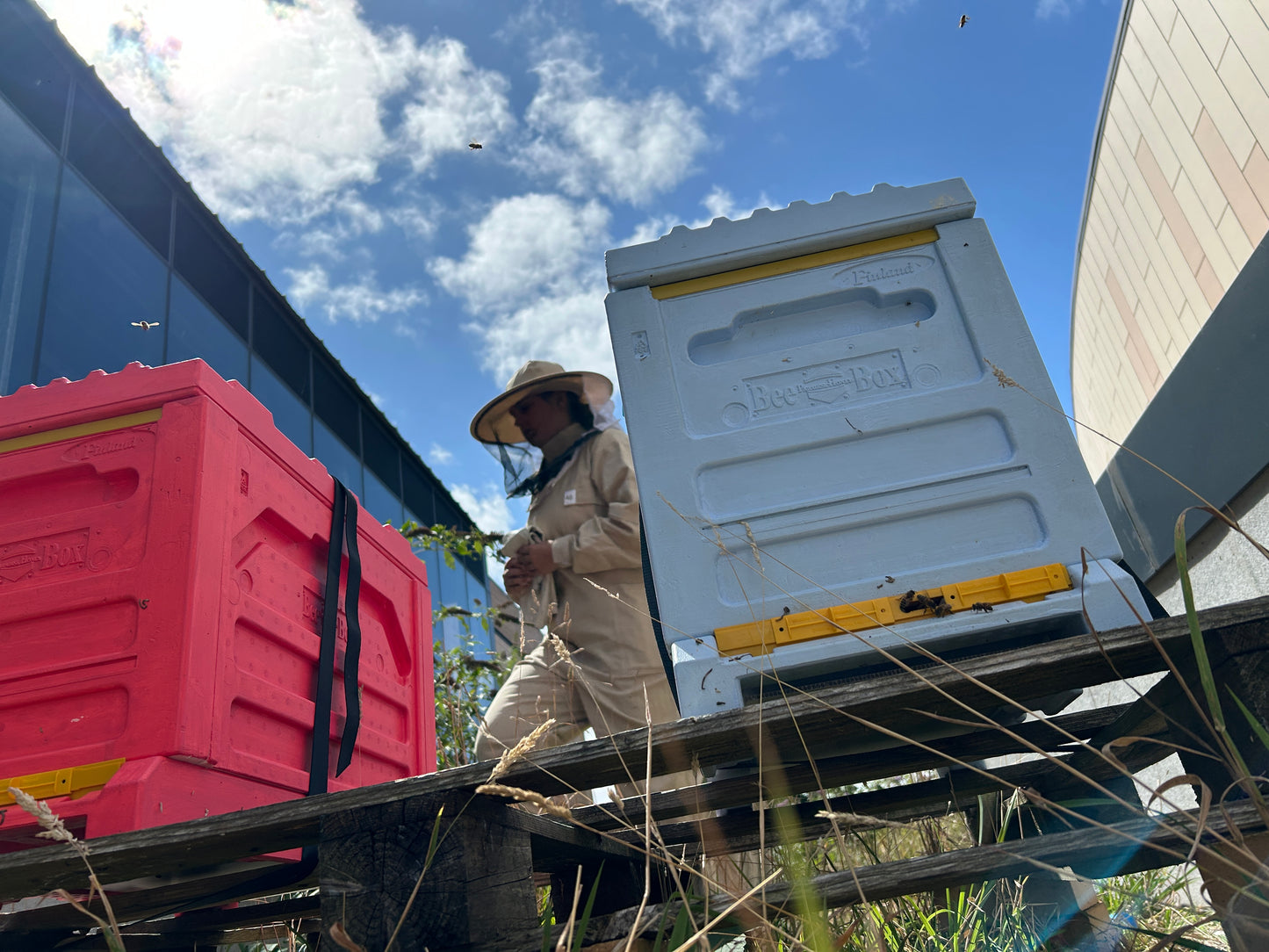 woman in beekeeping suit behind a sky blue dadant bee hive