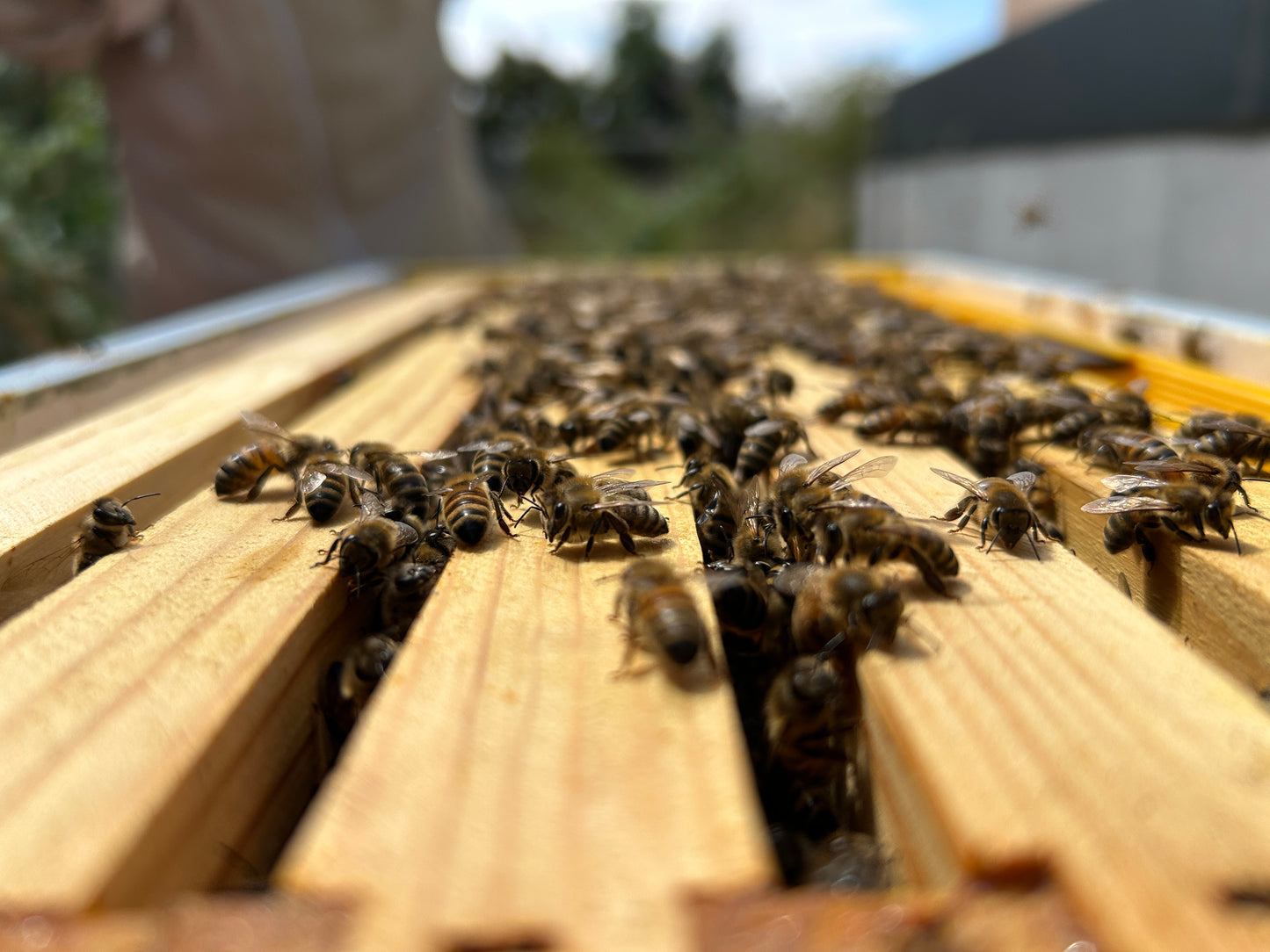 artistic shot of bees across the top of a beehive, close up and in focus at the fore and blurred as the back progresses