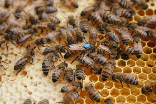 marked queen bee surrounded by honey bees on honeycomb