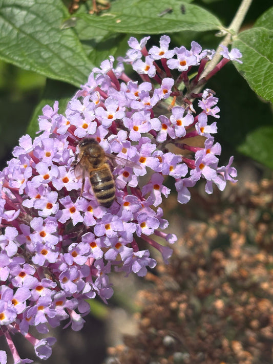 A honeybee gathering pollen on a full bloom of purple budlia flowers 