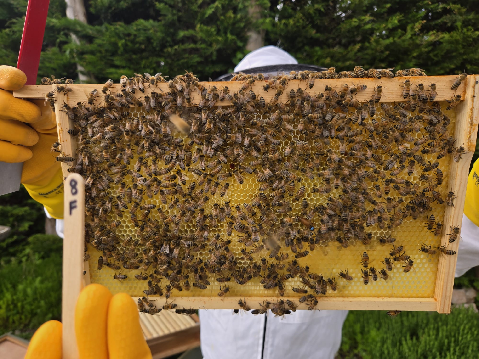 a beekeeper holding up a frame from a bee hive with covered in honey bees and showing the queen bee
