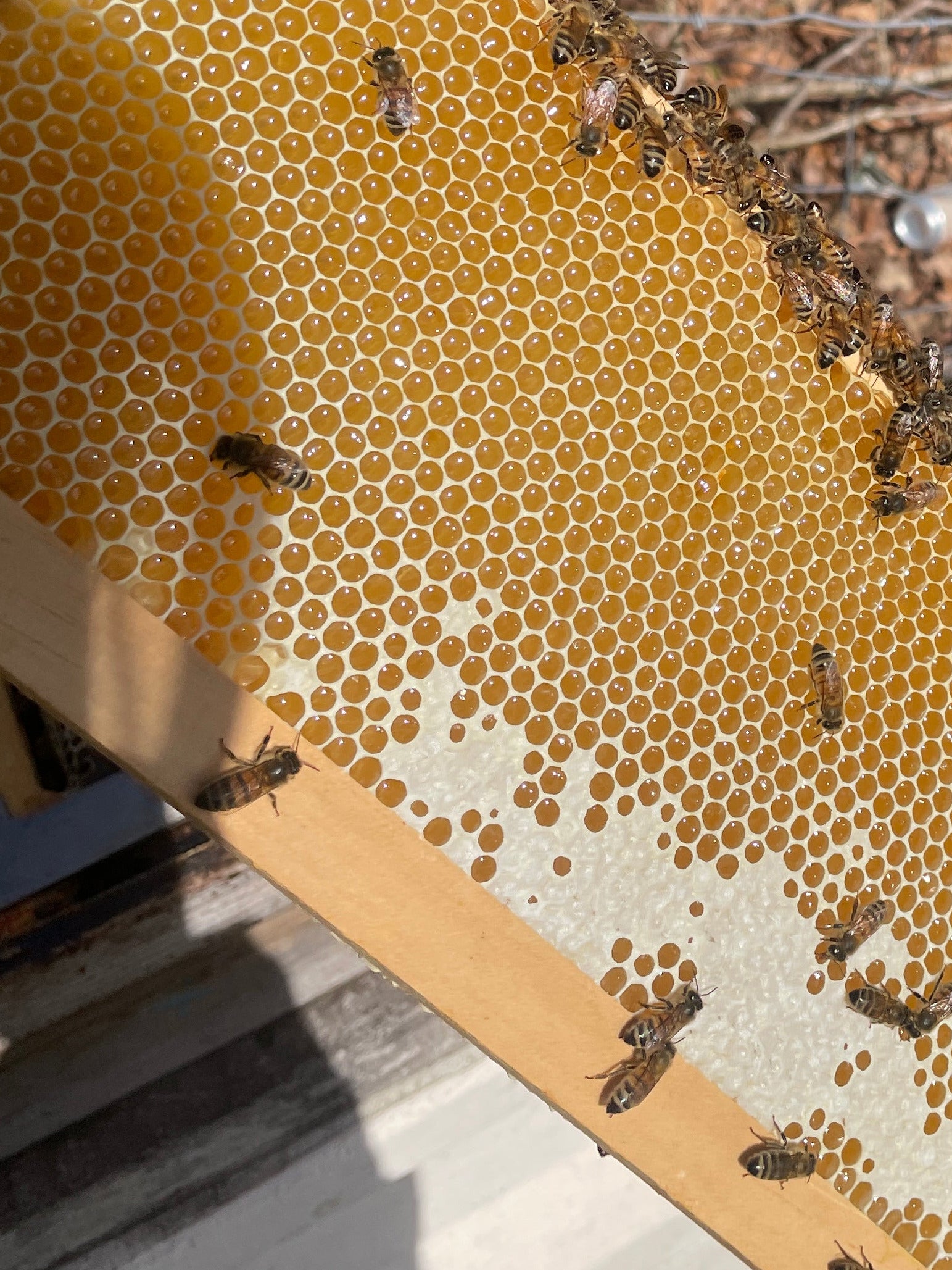 Fresh, raw , local honey from caerphilly, in the field shini in the sun with a coutryside backround