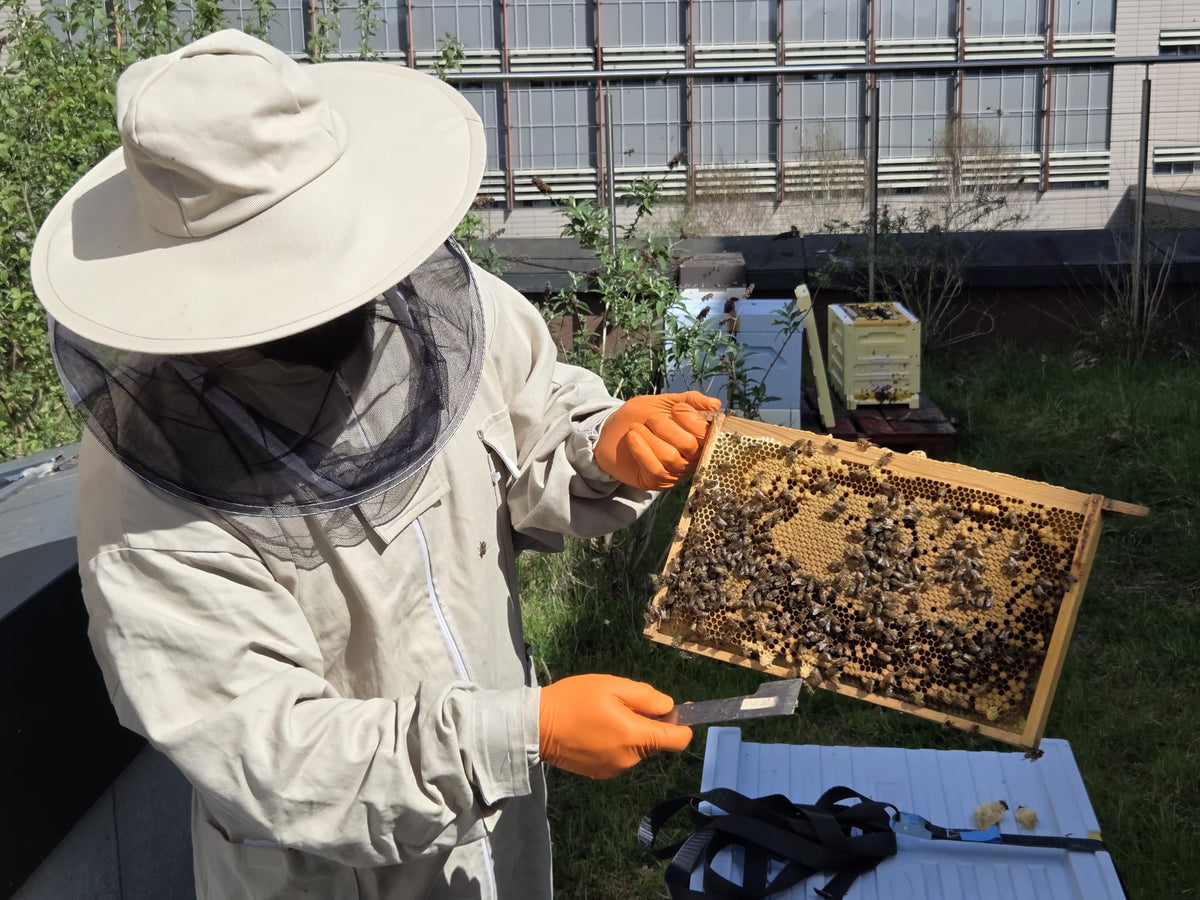 man in a full bee suit holding a frame of bees pointing out queen cells while on a beekeeping experience session with draigwen honey