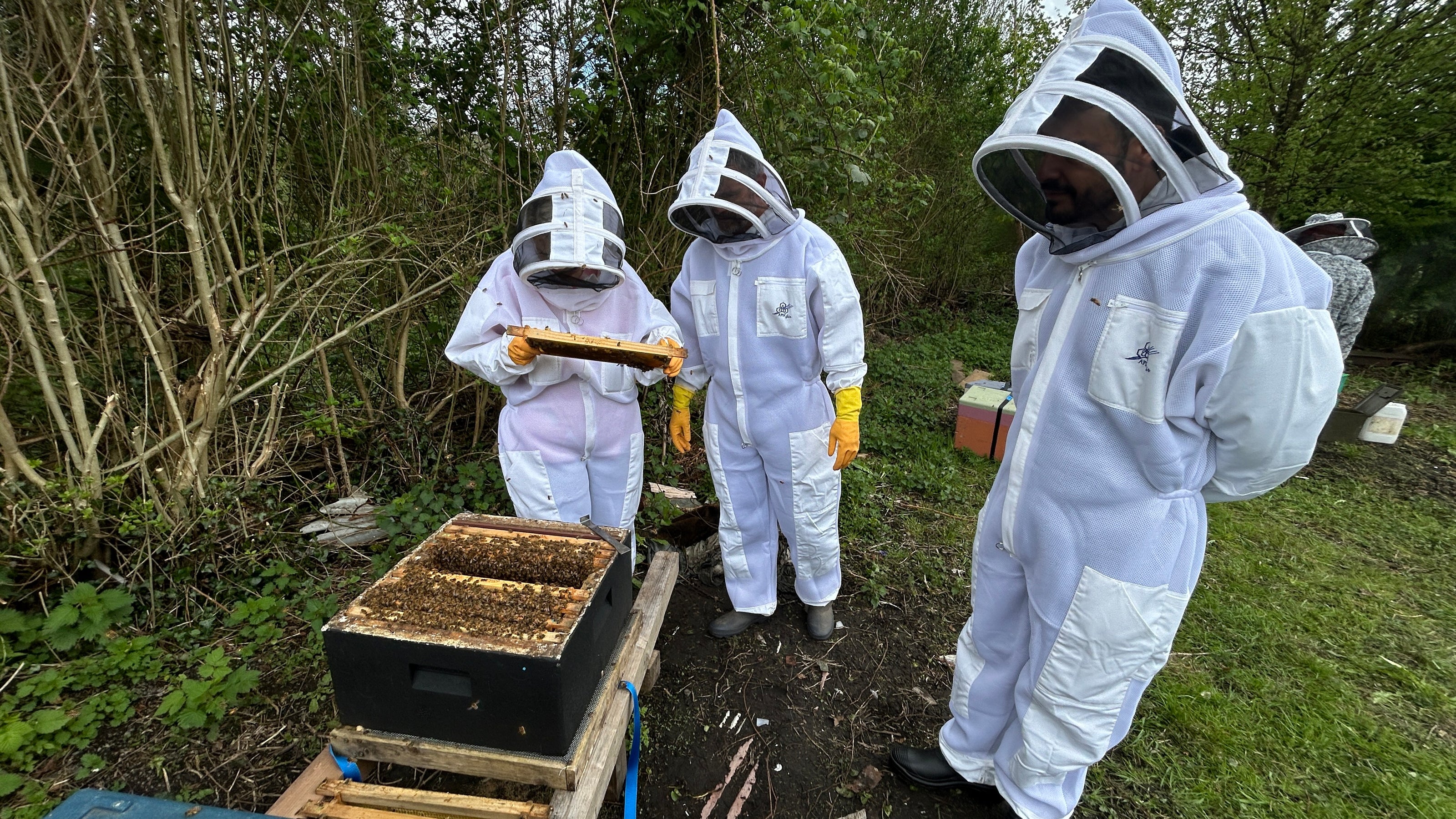 Three people experiencing beekeeping for the first time dressed in white bee suits standing around an open hive in south wales. one is investigating a frame of bees