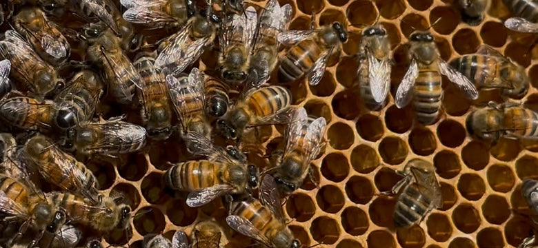 close up of bees walking on honey comb