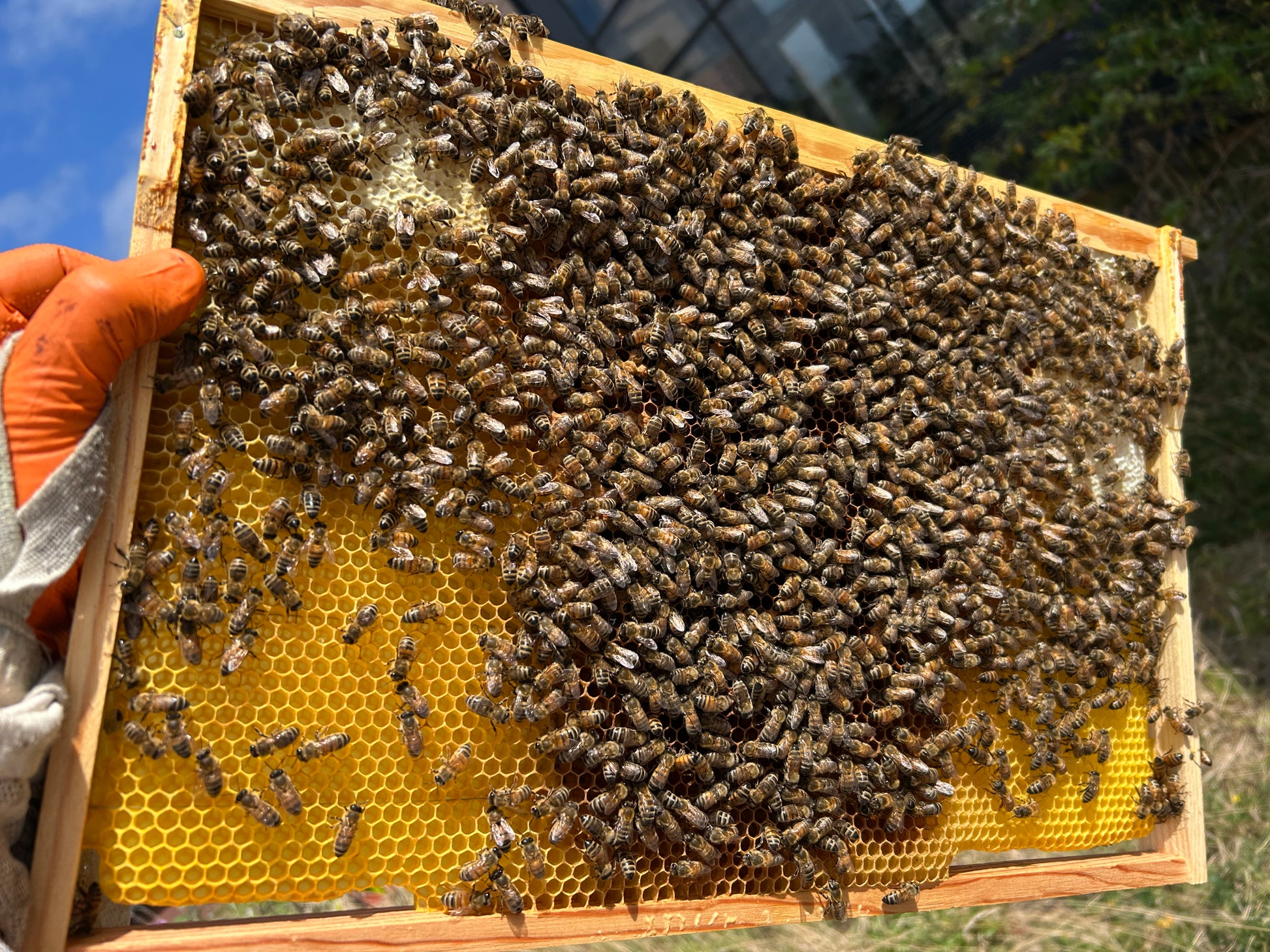 drawn dadant frame full of bees  held by a person wearing orange gloves.