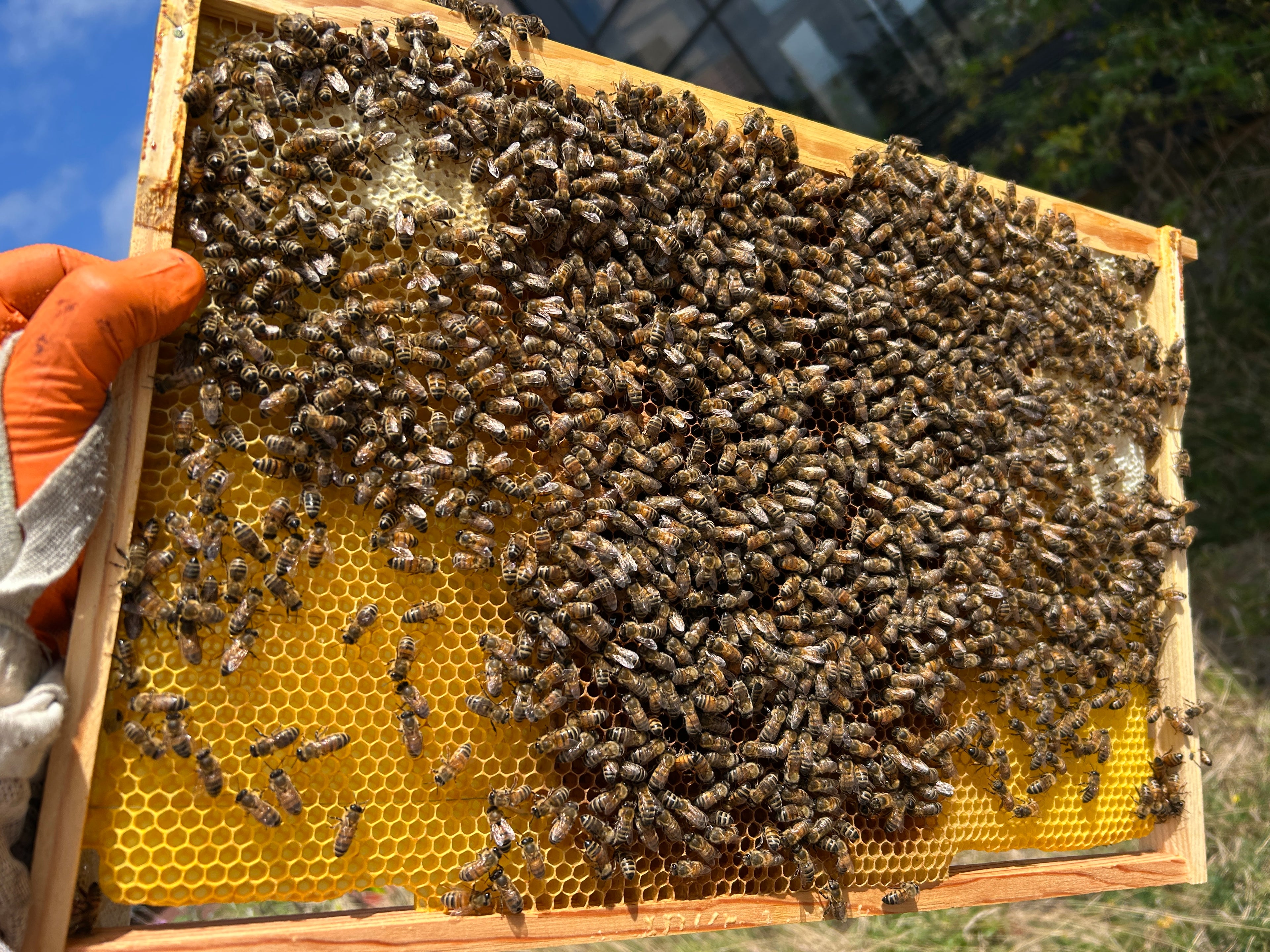 drawn dadant frame full of bees  held by a person wearing orange gloves.