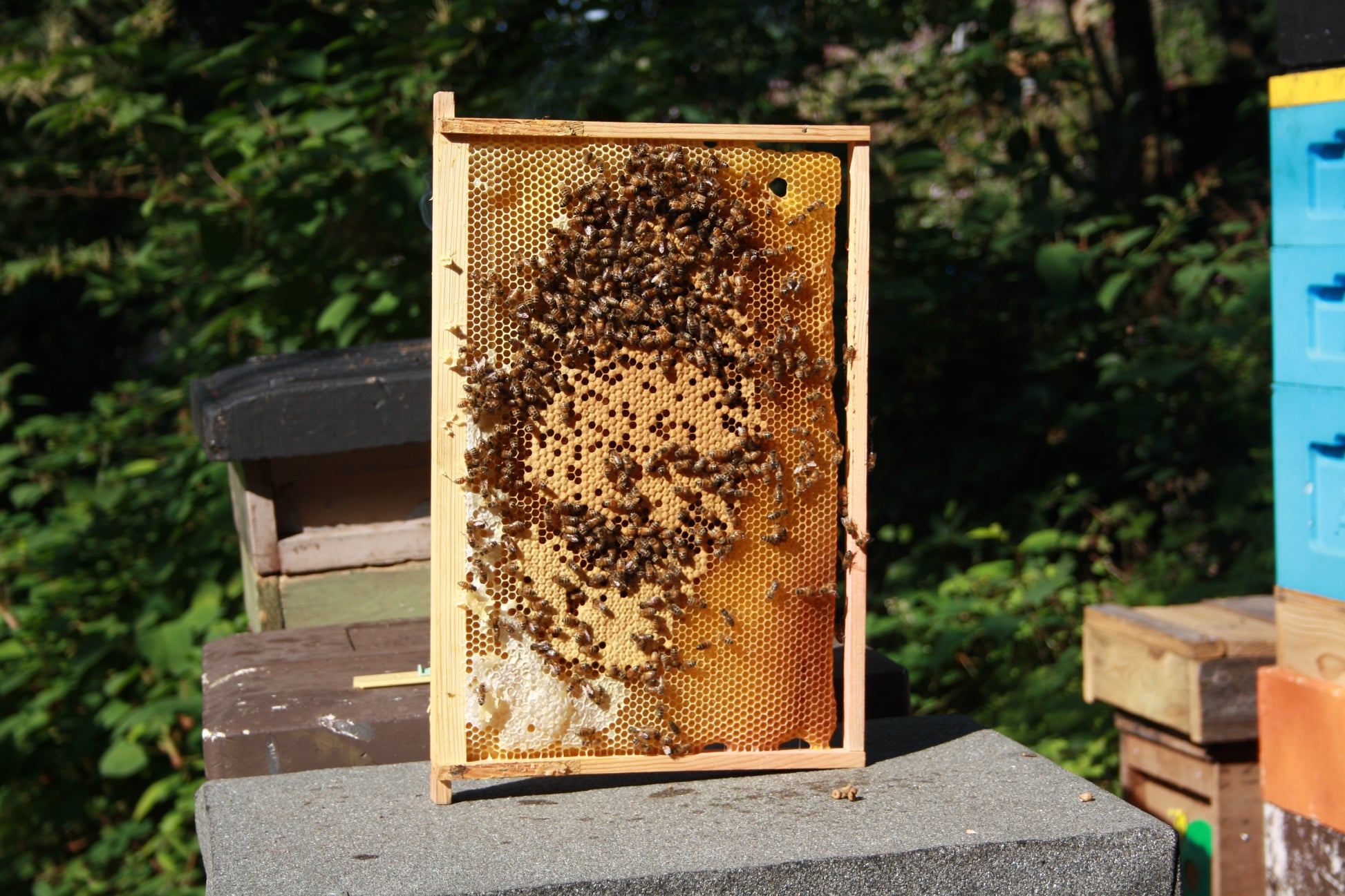 dadant frame of brood and honey covered with bees. a background of blurred nature