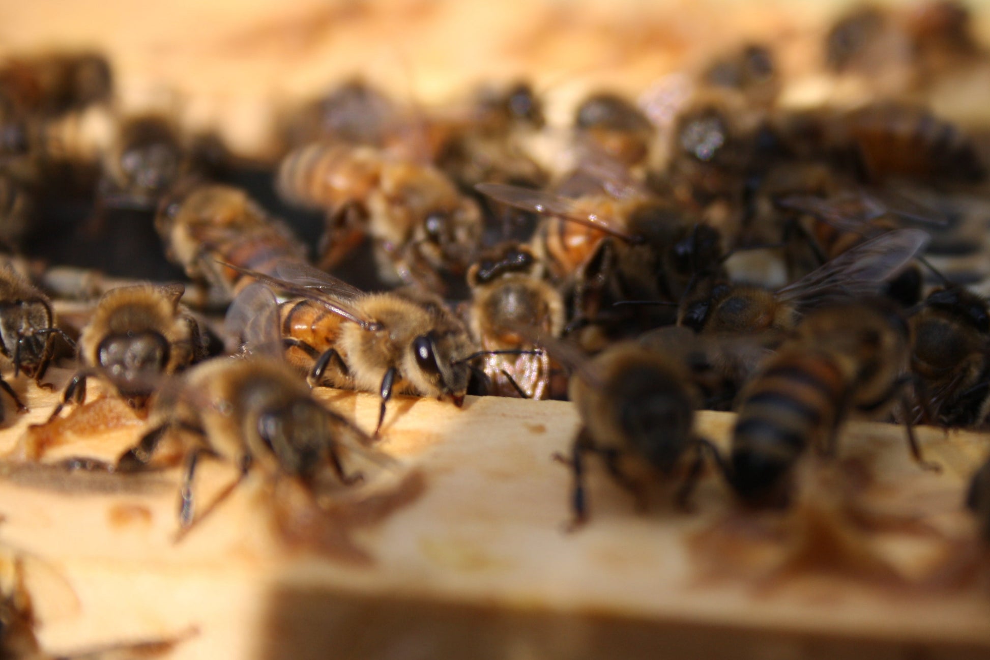 Bees on a wooden beehive frame with a blurred background