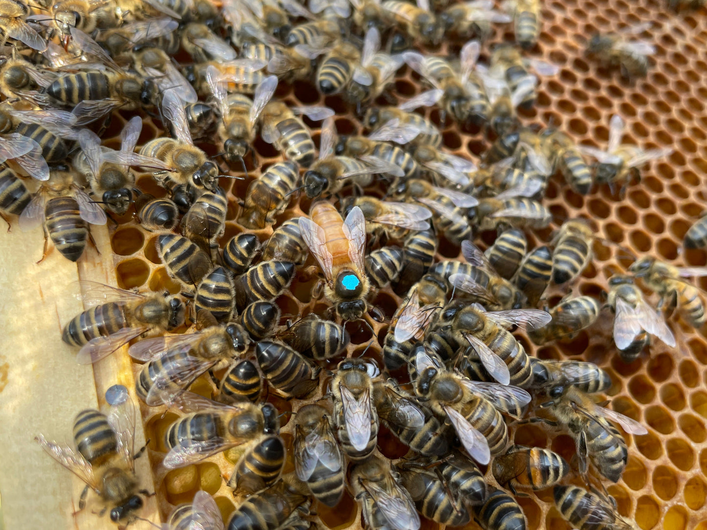 marked queen bee surrounded by bees and a blurred honeycomb