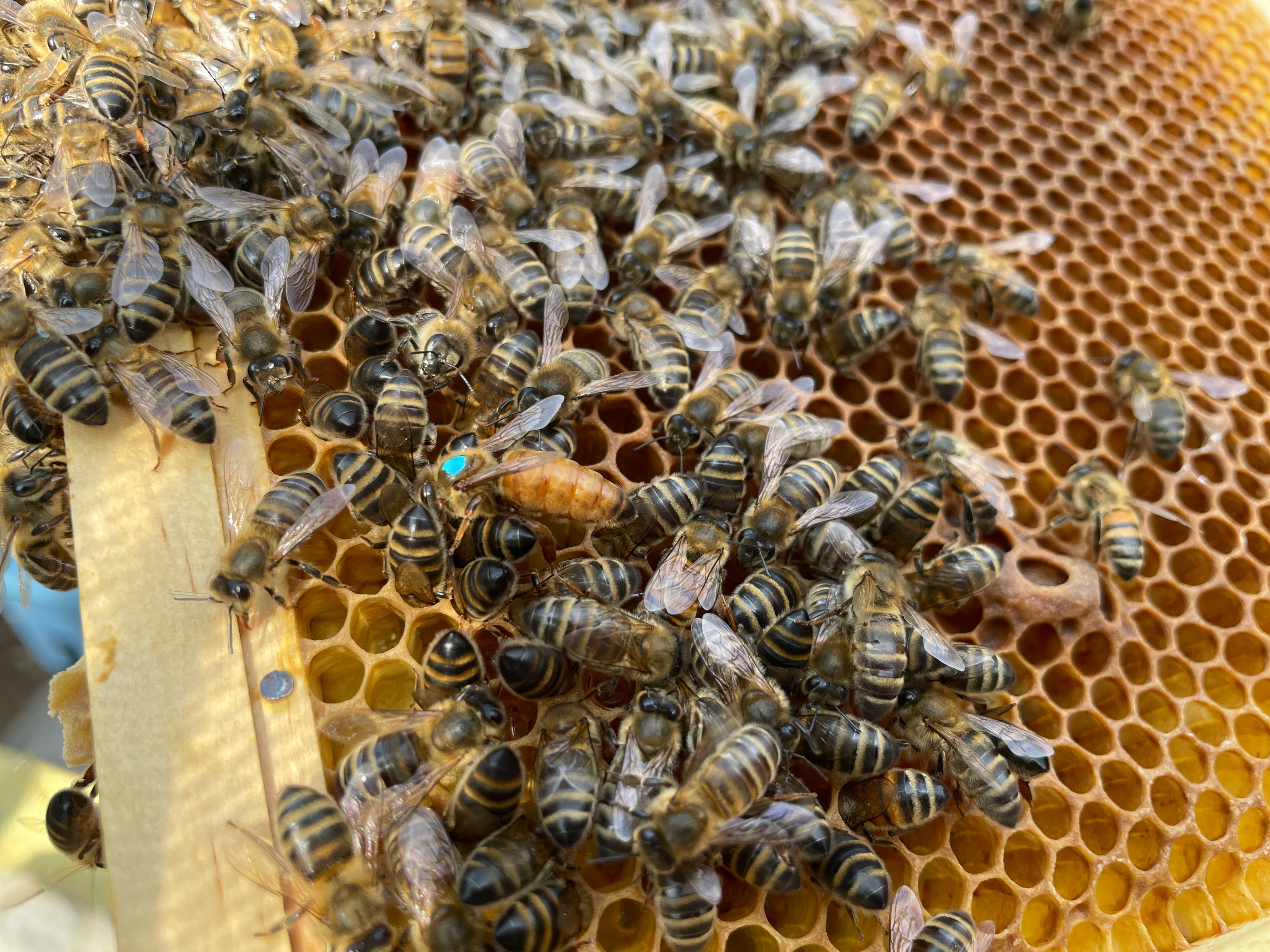 Bees on the comb with a marked queen bee with a blue dot on her thorax
