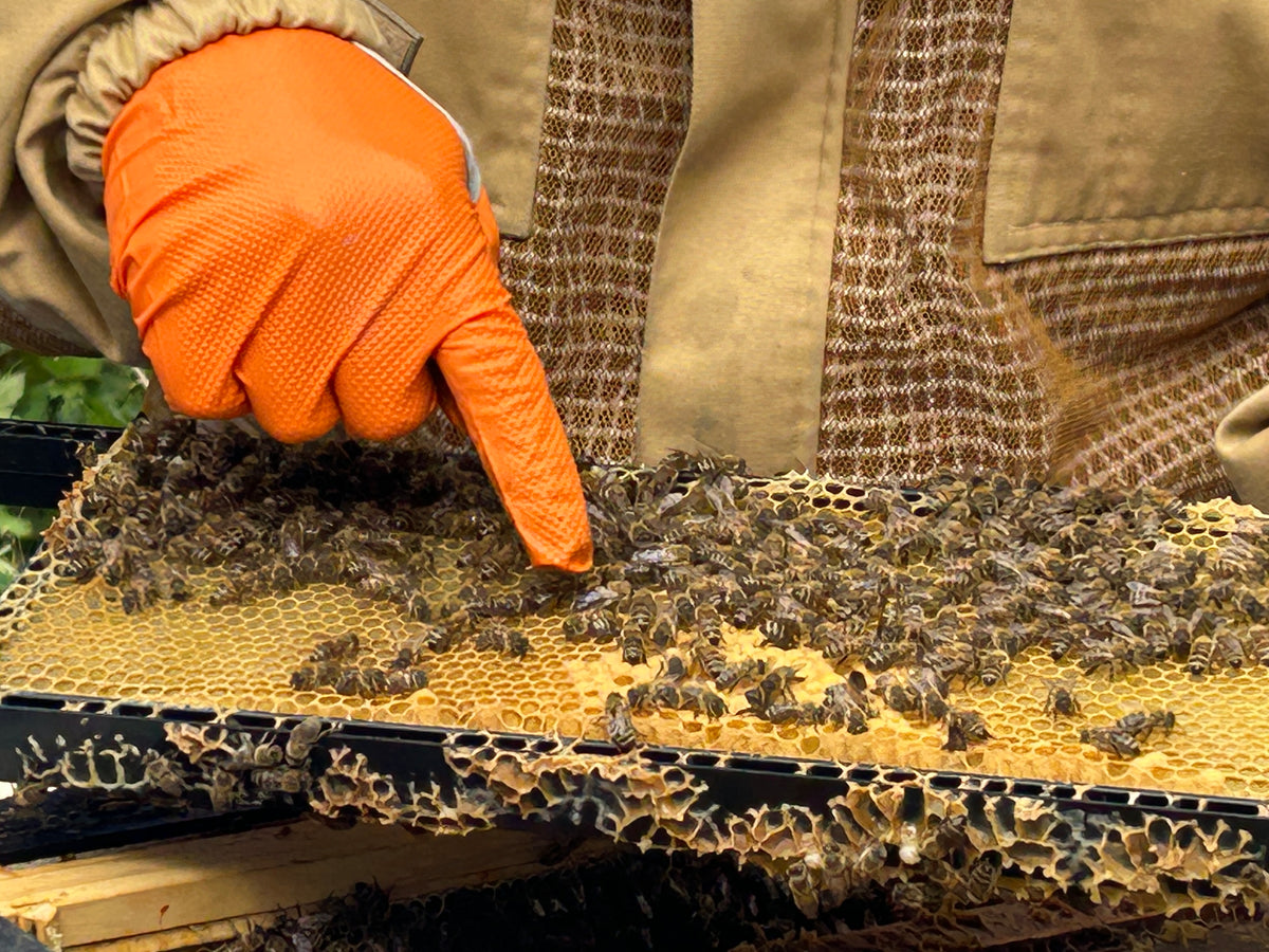a beekeeper from draigwen honey in south wales holding a frame of bees close up pointing at the different types of bees 